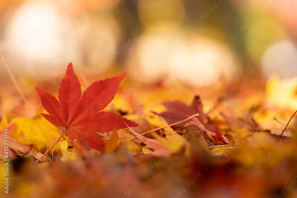 Red maple leaf  in autumn with maple tree under sunlight landscape.Maple leaves turn yellow, orange, red in autumn.