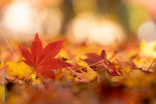 Red maple leaf  in autumn with maple tree under sunlight landscape.Maple leaves turn yellow  orange  red in autumn.