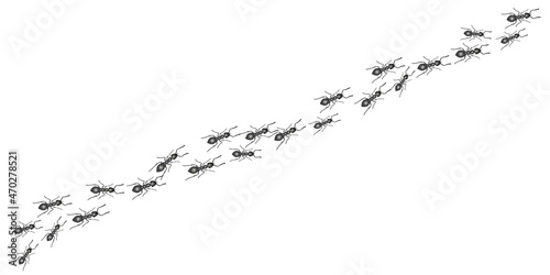A trail of ants. Insects march along the line. Vector