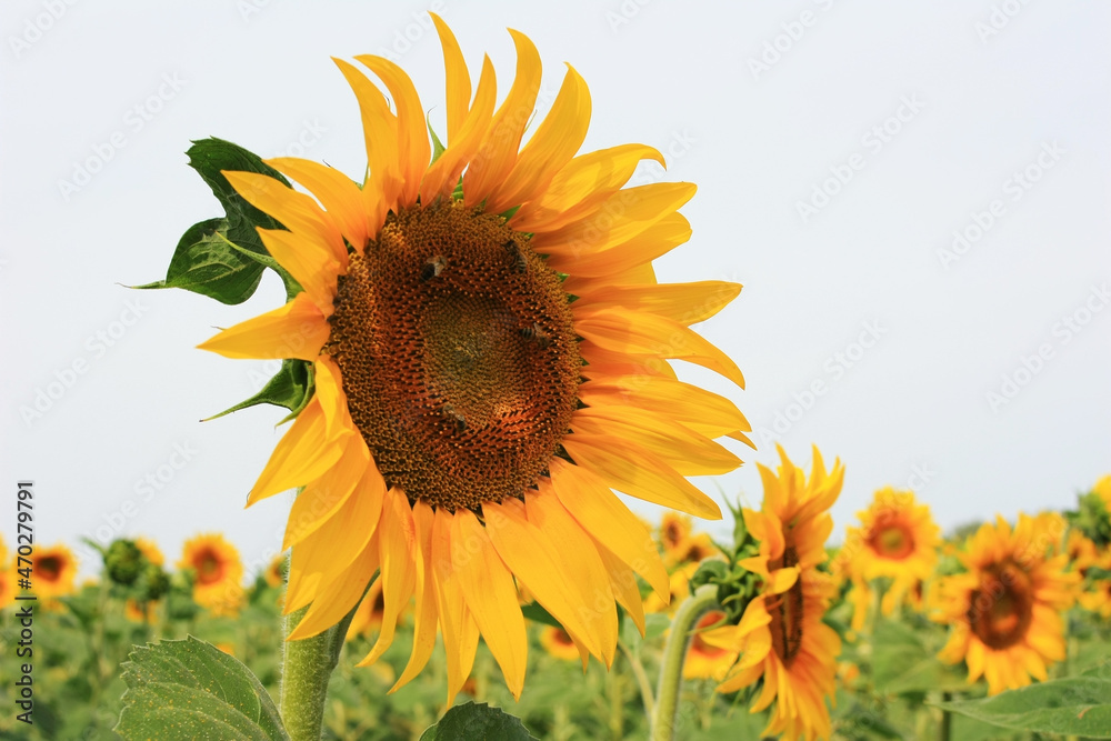 Obraz premium Yellow sunflowers grow in a green field