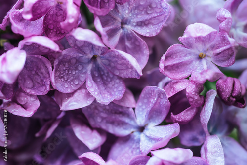 Lilac flowers macro