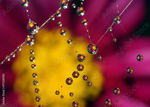 Reflection of colors in dew drops on the web