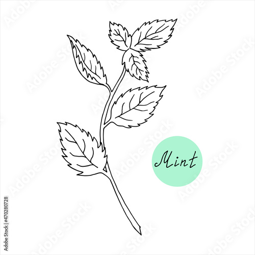 Fresh peppermint. Mint. Vector hand-drawn illustration of a plant. Sketch style. For the traditional menu of the bar and cuisine, treatment, medicine, gardening.