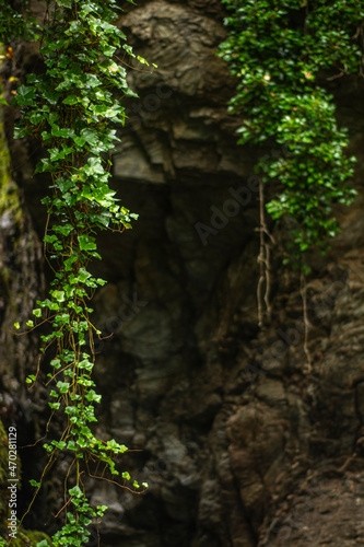 leaves hangs in rocky canyon