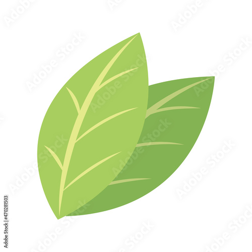 plant green leaf