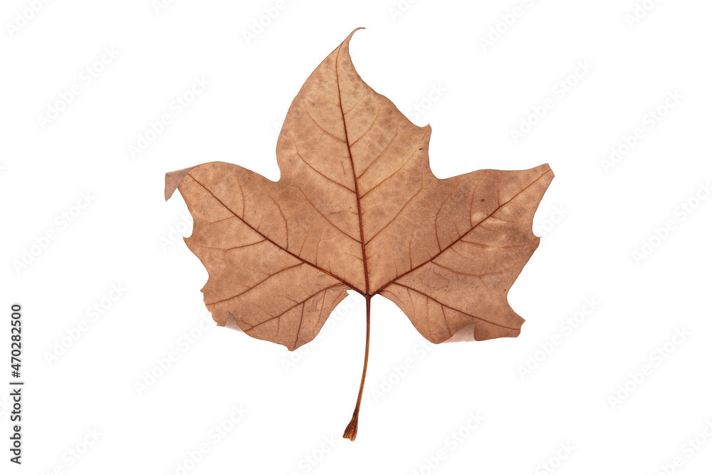 Autumn leaf on transparent background, macro Autumn leaf on transparent background, macro