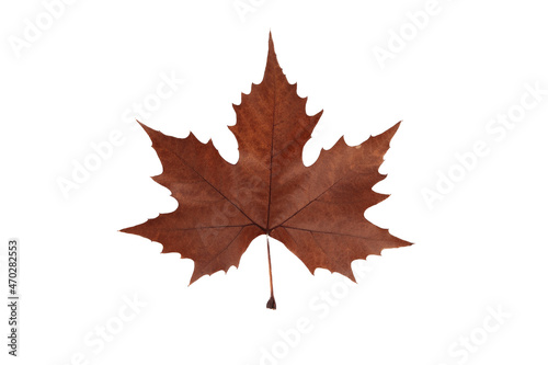 Autumn leaf on transparent background  macro