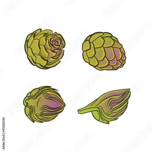 Artichoke. Artichoke green flower heads isolated on white. Globe artichoke thistle cultivated as food. Vector illustration on a white background