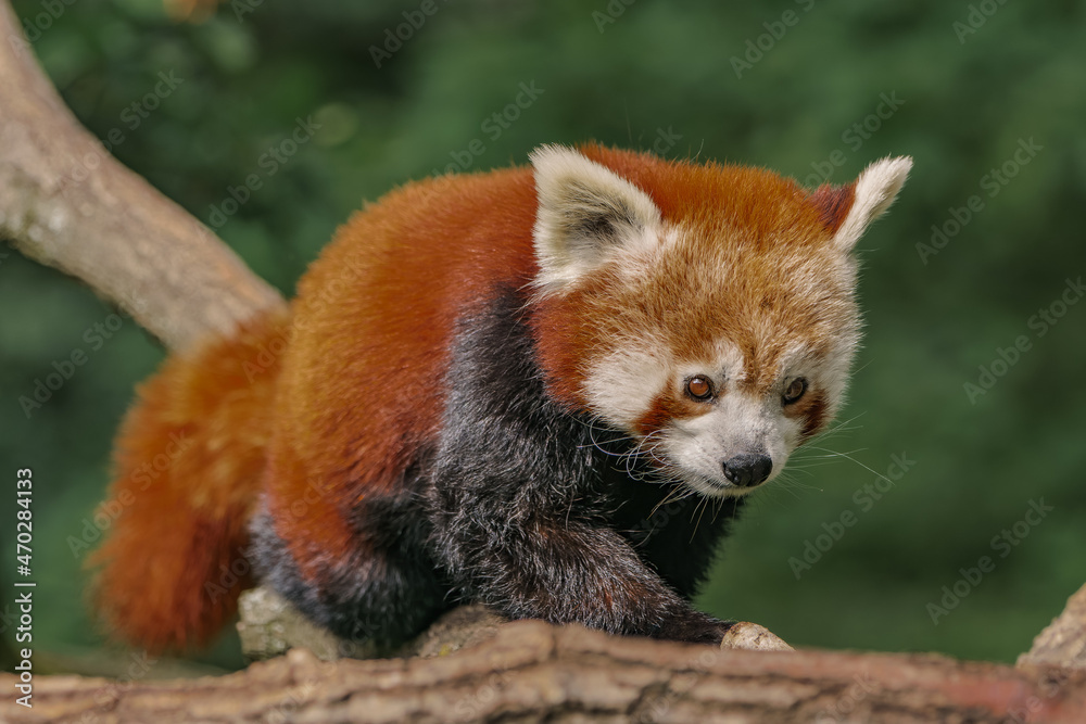 Obraz premium Red panda walking on a branch in the forest