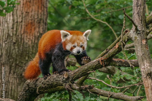 Red panda walking on a branch in the forest