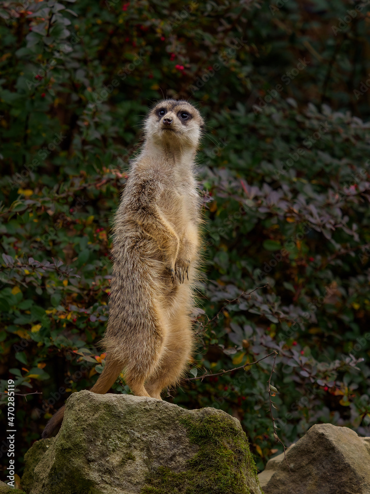 Fototapeta premium Meerkat standing on a rock and looking around