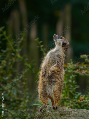 Meerkat standing on a rock and looking around