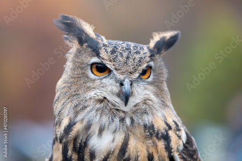 Headshot of a Eurasian Eagle Owl