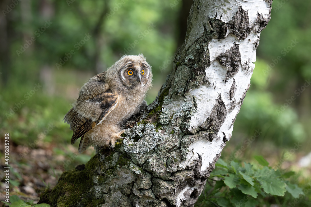 The eared owl cub flies in the forest. The eared owl cub flies in the forest.