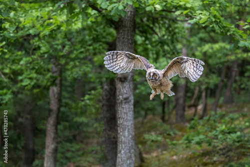 The eared owl cub flies in the forest. photo