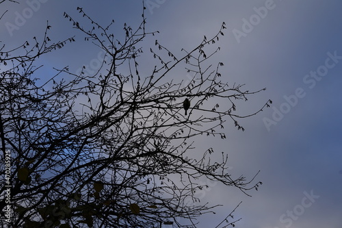 Ein Vogel im Baum ohne Bl  tter