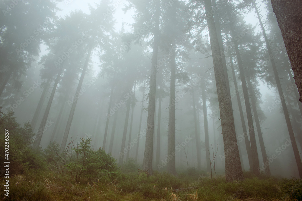 Fototapeta premium Fog in the forest, moody mountain coniferous forest