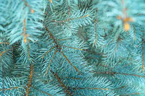 Blue spruce close up background with copy space  macro photo
