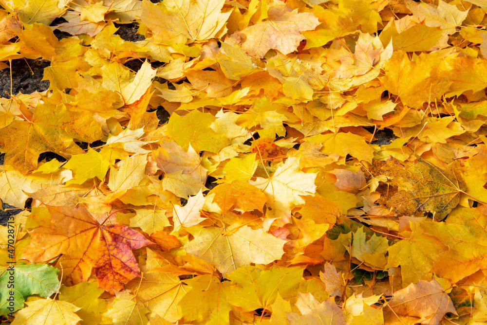 Close up view of leaves on the ground in autumn Close up view of leaves on the ground in autumn