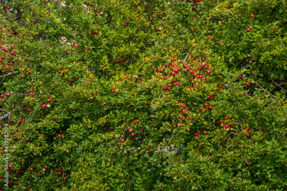 Close-up view of red apples in Quebec Close-up view of red apples in Quebec