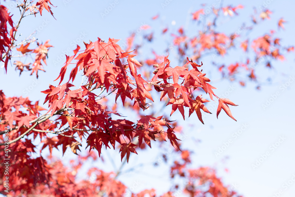 紅葉 紅葉