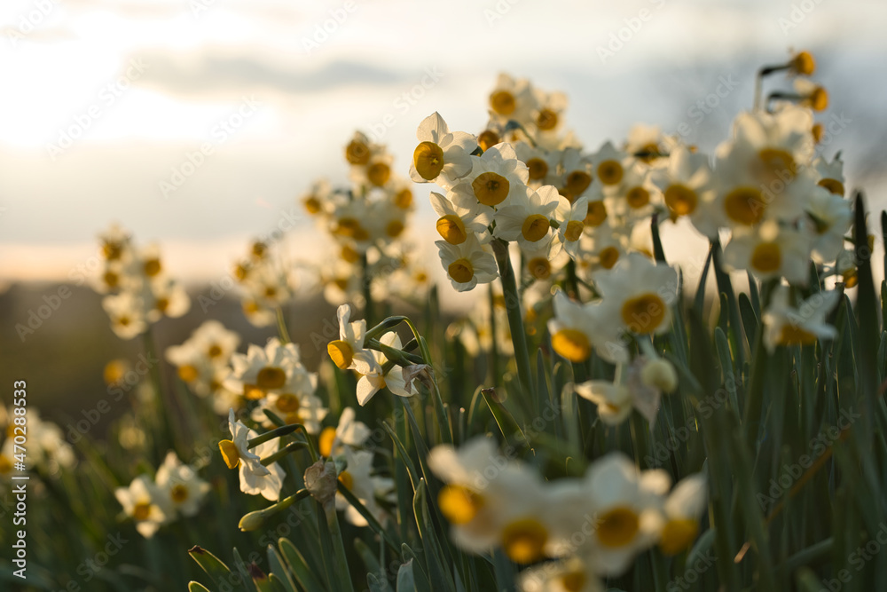 夕日に照らされたすいせんの花 Stock Photo Adobe Stock