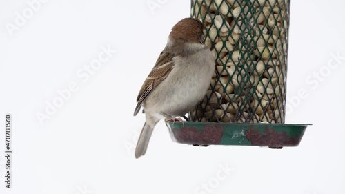 Slow motion video of a juvenile tree sparrow getting peanuts from an old green and rusty bird feeder on white background