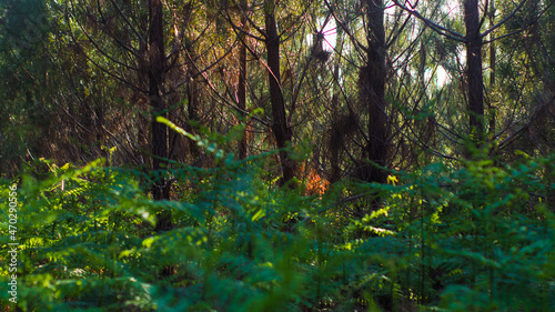 Feuilles de fougères d'un vert éclatant, mises en valeur par une lumière mordorée, dans la forêt des Landes de Gascogne photo