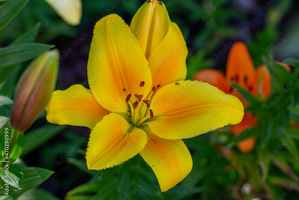 Blooming yellow lily in a summer sunset light macro photography. Garden lillies with bright orange petals in summertime, close-up photography. Large flowers in sunny day floral background. Blooming yellow lily in a summer sunset light macro photography. Garden lillies with bright orange petals in summertime, close-up photography. Large flowers in sunny day floral background.