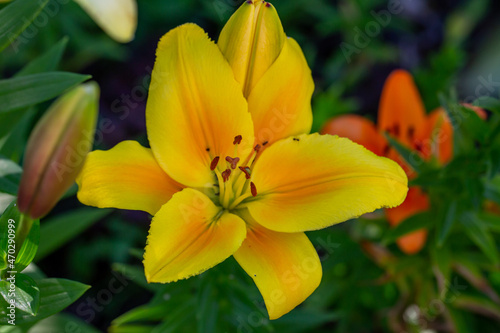 Blooming yellow lily in a summer sunset light macro photography. Garden lillies with bright orange petals in summertime, close-up photography. Large flowers in sunny day floral background.