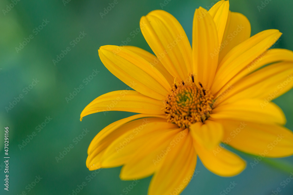 Blooming false sunflower on a green background on a summer sunny day macro photography. Garden rough oxeye flower with yellow petals in summertime, close-up photo. Yellow daisy floral background. Blooming false sunflower on a green background on a summer sunny day macro photography. Garden rough oxeye flower with yellow petals in summertime, close-up photo. Yellow daisy floral background.