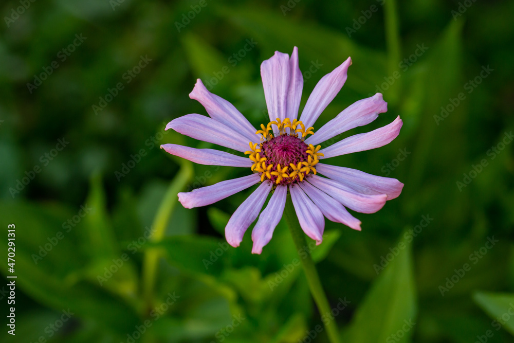 Fototapeta premium Blossom pink zinnia flower on a green background on a summer day macro photography. Blooming zinnia with purple petals close-up photo in summertime. 