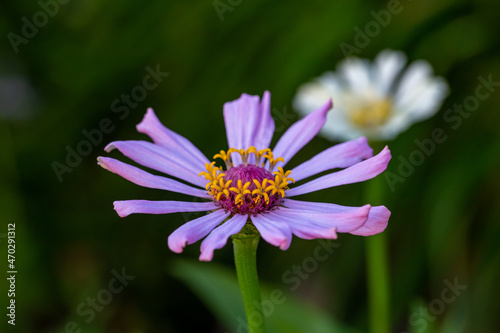 Blossom pink zinnia flower on a green background on a summer day macro photography. Blooming zinnia with purple petals close-up photo in summertime. 