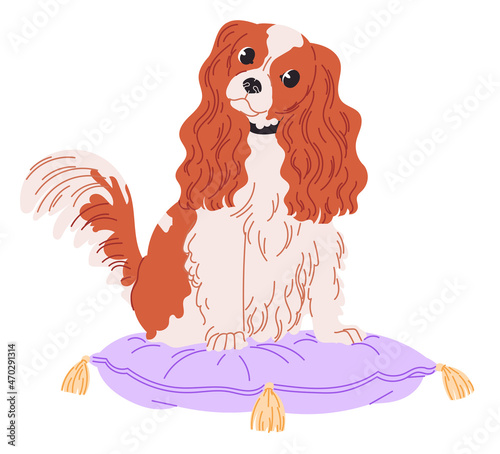 Dog Cavalier King Charles Spaniel sits on pillow