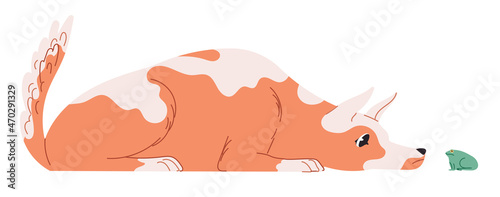 The dog lies and watches, sniffing the frog
