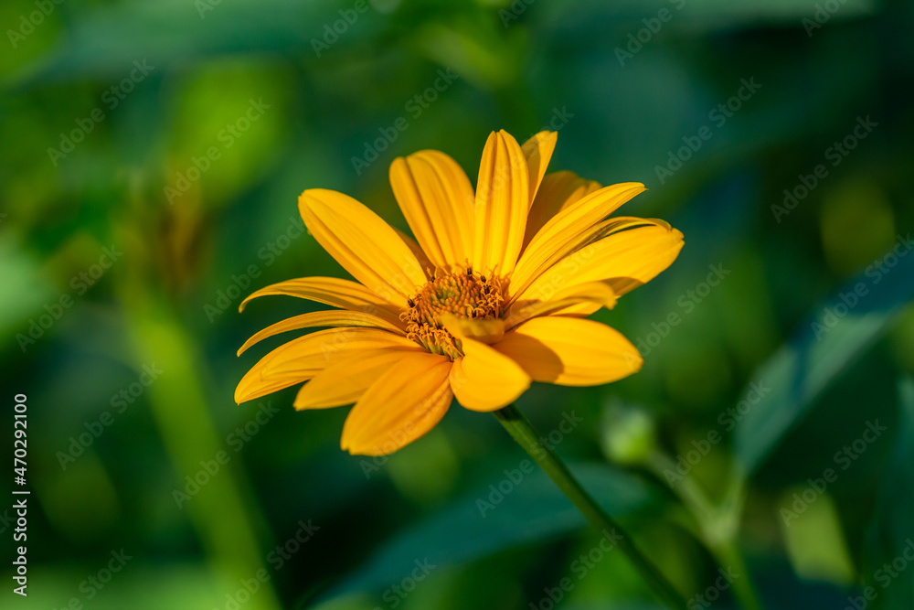 Blossom false sunflower on a green background on a summer sunny day macro photography. Garden rough oxeye flower with yellow petals in summertime, close-up photo. Yellow daisy floral background. Blossom false sunflower on a green background on a summer sunny day macro photography. Garden rough oxeye flower with yellow petals in summertime, close-up photo. Yellow daisy floral background.