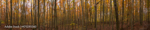 Vue panoramique d'une forêt en automne. Les feuilles sont orange et jaunes. Impression de tristesse et de mélancolie.