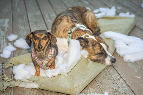 Dogs Destroy Lawn Furniture photo