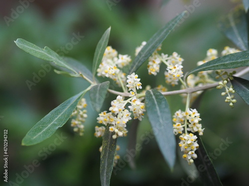 white flowers on olive tree