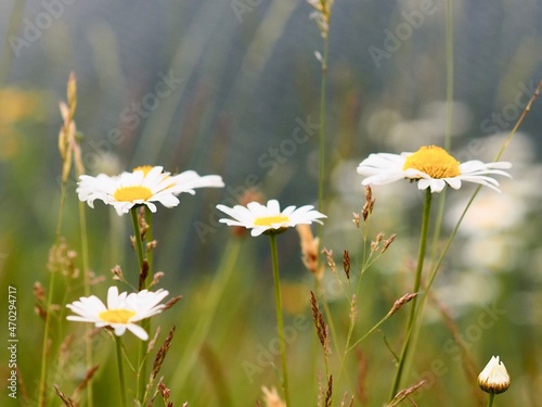daisies in a field