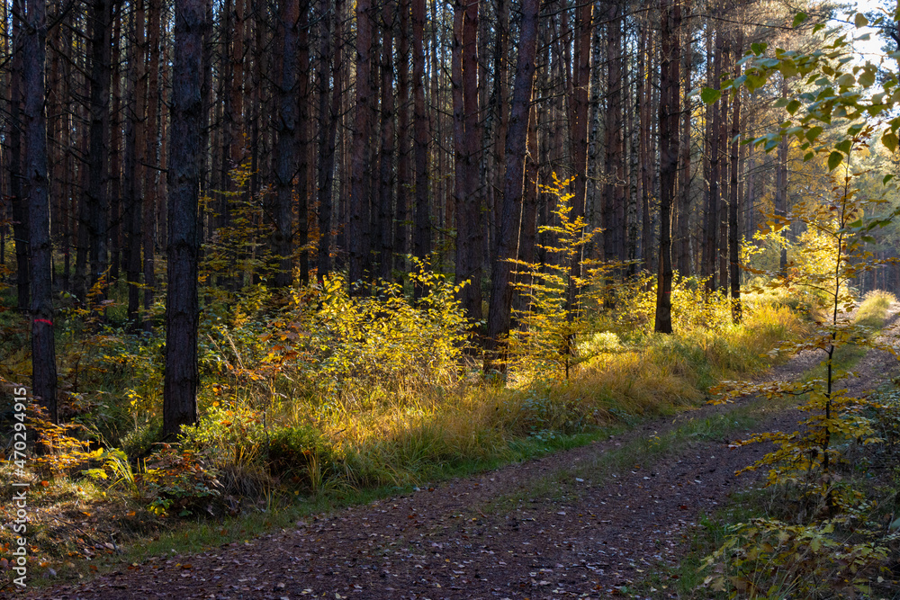 Obraz premium Im Wald, der Natur, zur Freude am Farben, Pflanzen, Bäumen und Jahreszeiten. In the forest, in nature, to enjoy colors, plants, trees and the seasons