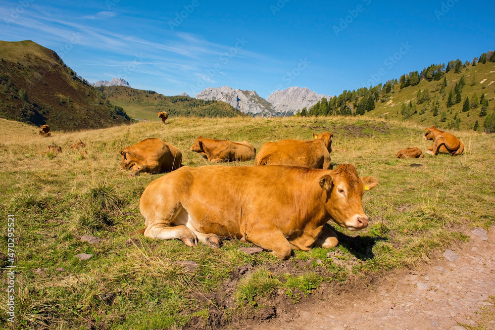 Dairy cows in their summer pasture at Laghi di Festons on Sella Festons near Sauris di Sopra, Udine Province, Friuli-Venezia Giulia, north east Italy
Dairy cows in their summer pasture at Laghi di Festons on Sella Festons near Sauris di Sopra, Udine Province, Friuli-Venezia Giulia, north east Italy