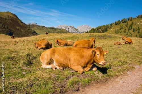 Dairy cows in their summer pasture at Laghi di Festons on Sella Festons near Sauris di Sopra, Udine Province, Friuli-Venezia Giulia, north east Italy 