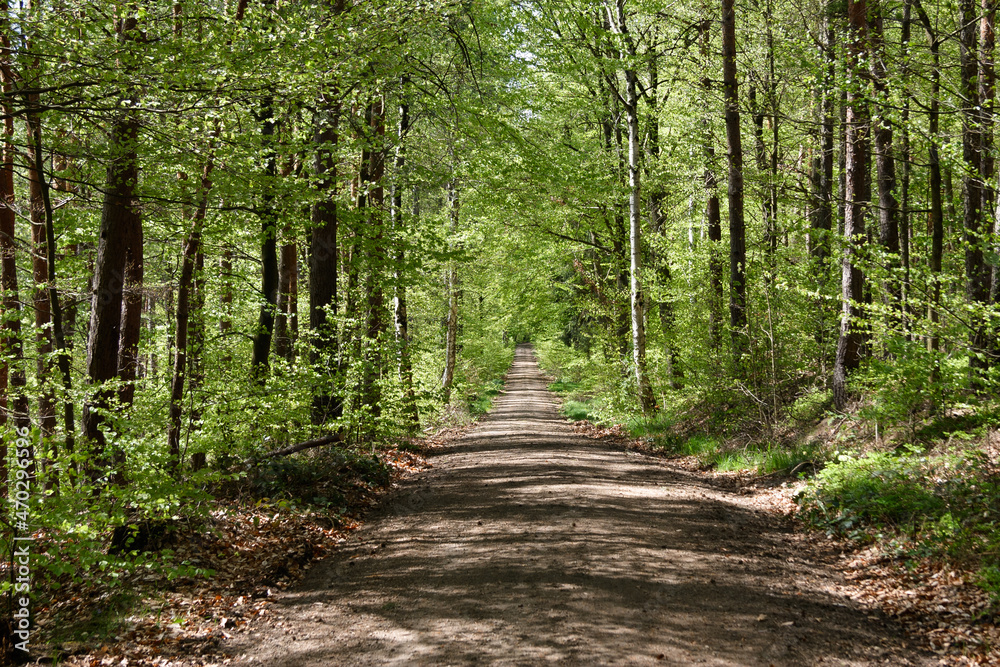 Fototapeta premium Im Wald, der Natur, zur Freude am Farben, Pflanzen, Bäumen und Jahreszeiten. In the forest, in nature, to enjoy colors, plants, trees and the seasons