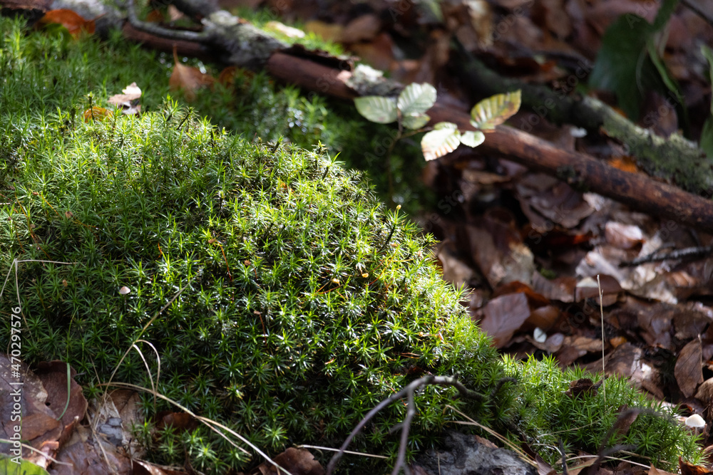 Obraz premium Im Wald, der Natur, zur Freude am Farben, Pflanzen, Bäumen und Jahreszeiten. In the forest, in nature, to enjoy colors, plants, trees and the seasons