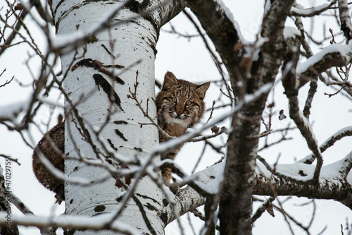 Bobcat (Felis rufus) sitting in a Wisconsin poplar tree in November