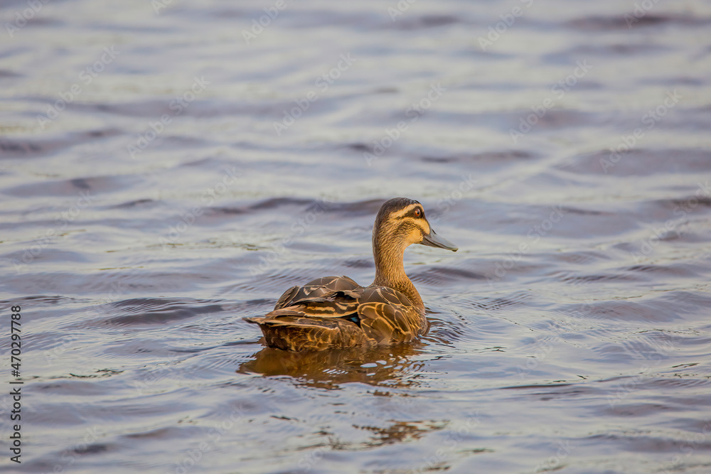 Duck Bird swimming in water lake Duck Bird swimming in water lake
