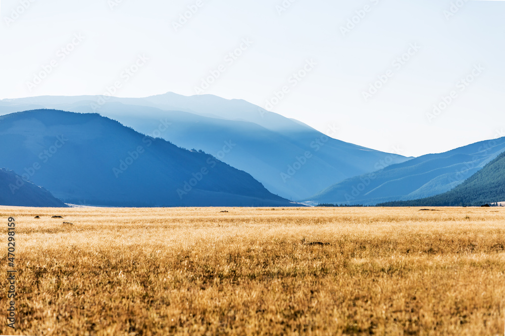 Fototapeta premium Kurai steppe in the Altai Mountains
