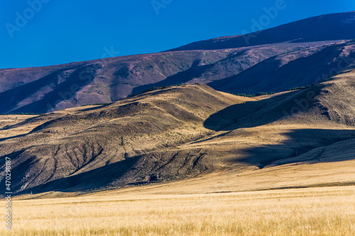 Kurai steppe in the Altai Mountains