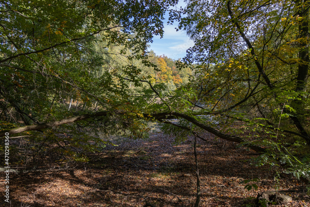 Naklejka premium Im Wald, der Natur, zur Freude am Farben, Pflanzen, Bäumen und Jahreszeiten. In the forest, in nature, to enjoy colors, plants, trees and the seasons